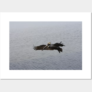 Brown pelican in flight Posters and Art